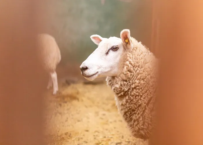 Nordseehof Broemmer Deichhus Daire *